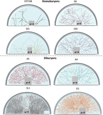 Homo- and Dikaryons of the Arbuscular Mycorrhizal Fungus Rhizophagus irregularis Differ in Life History Strategy